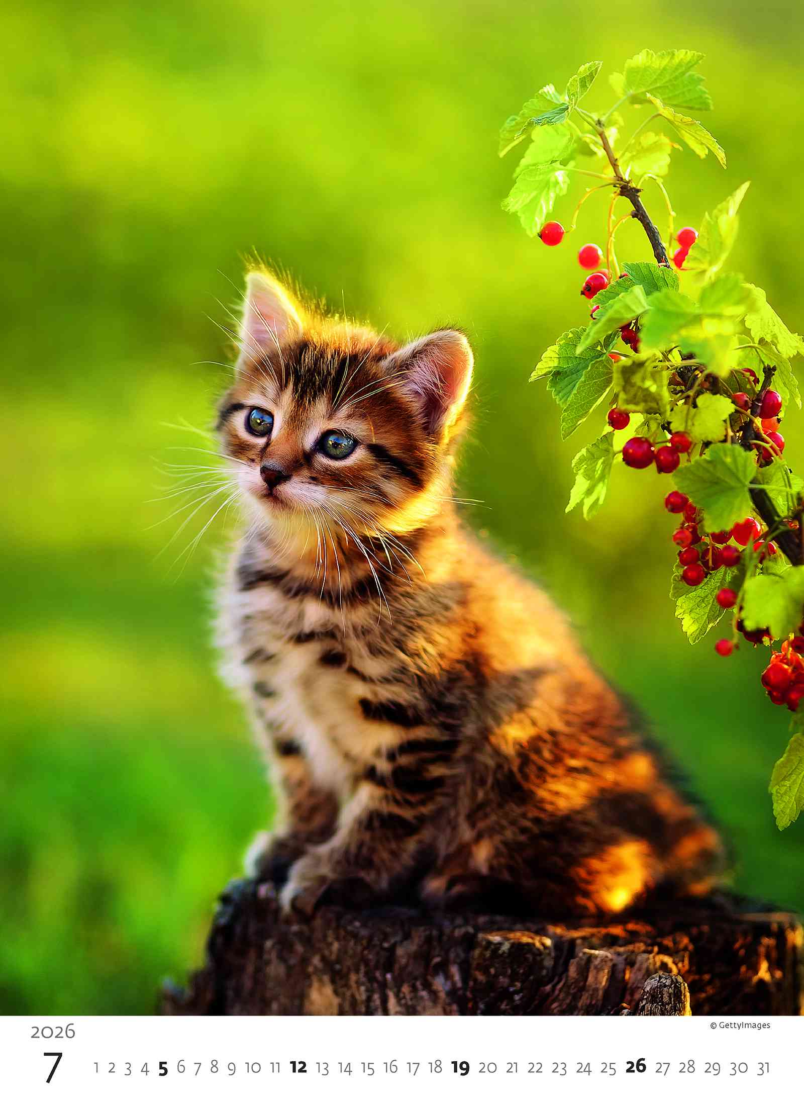 Wall calendars 2026 - Calendar Kittens