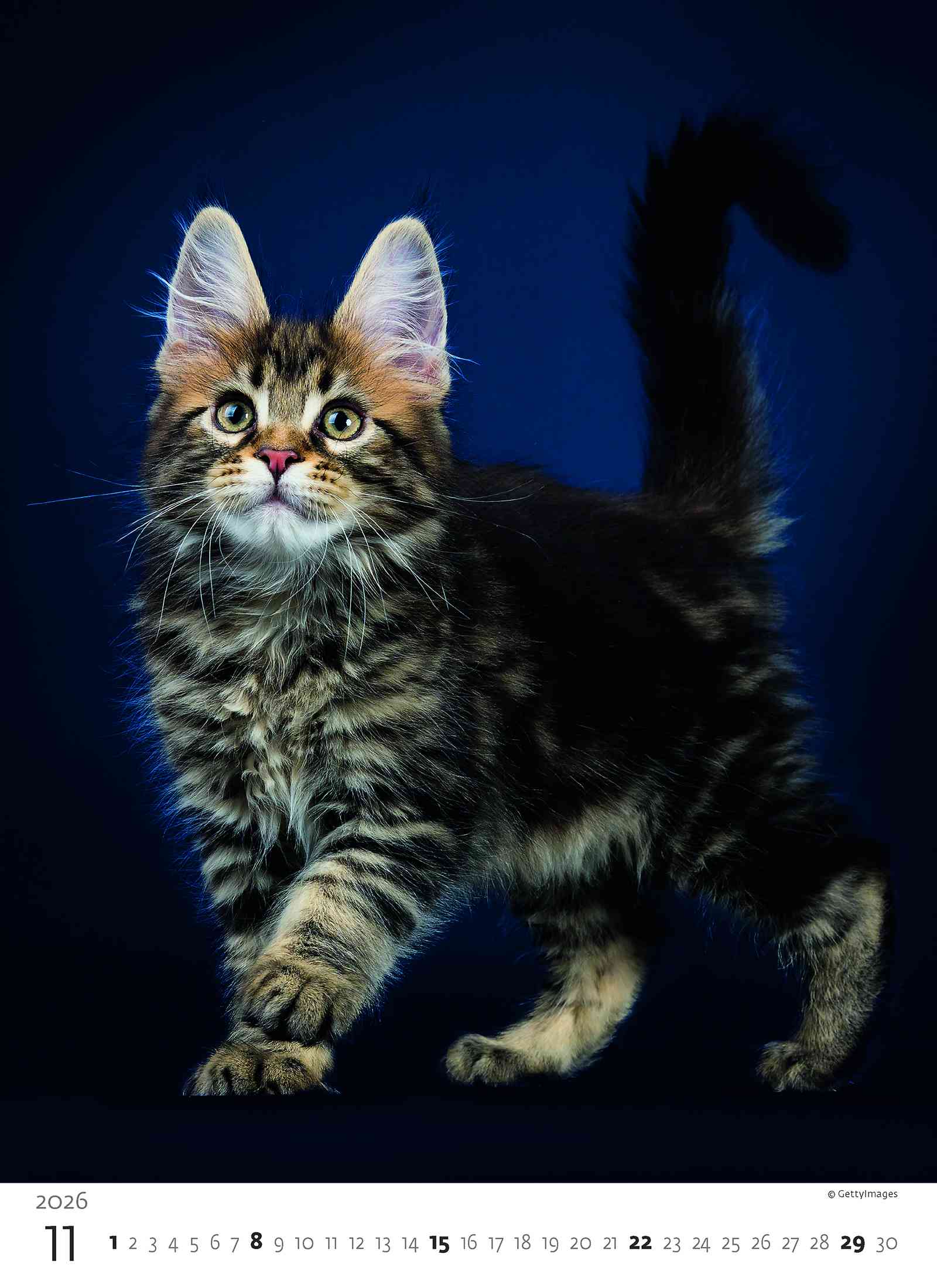 Wall calendars 2026 - Calendar Kittens