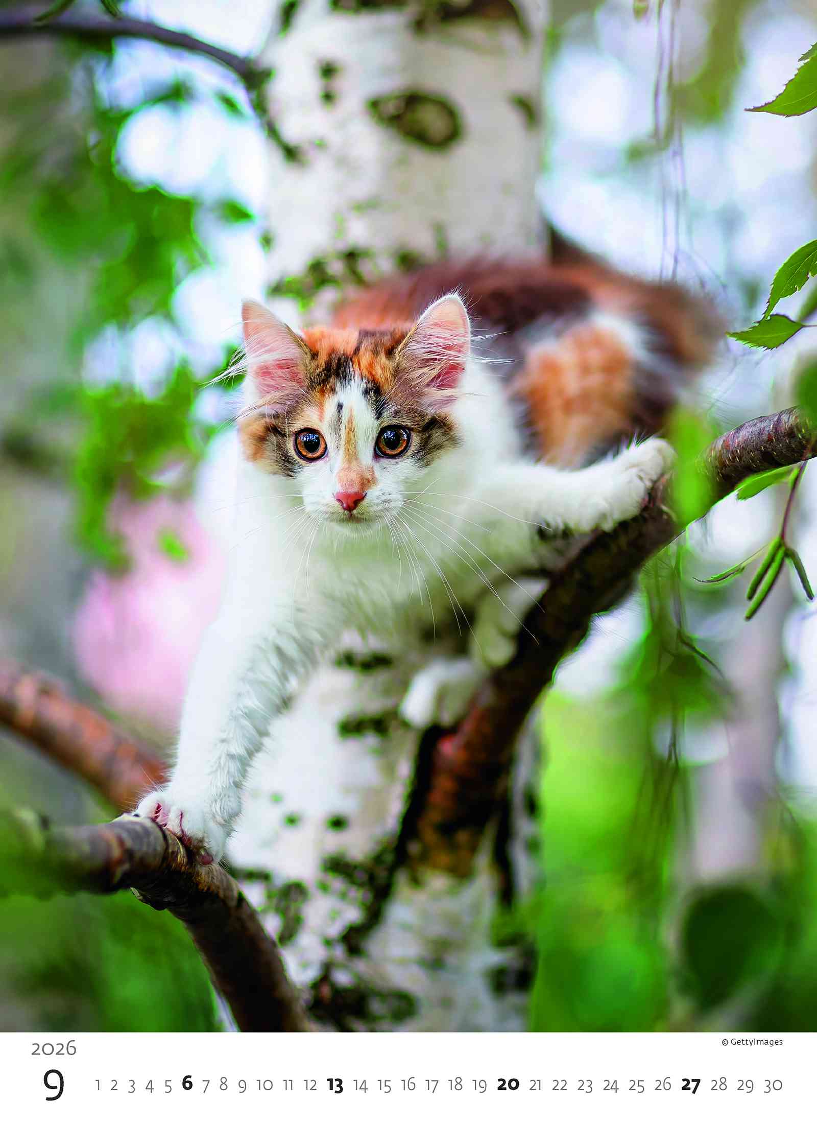 Wall calendars 2026 - Calendar Kittens