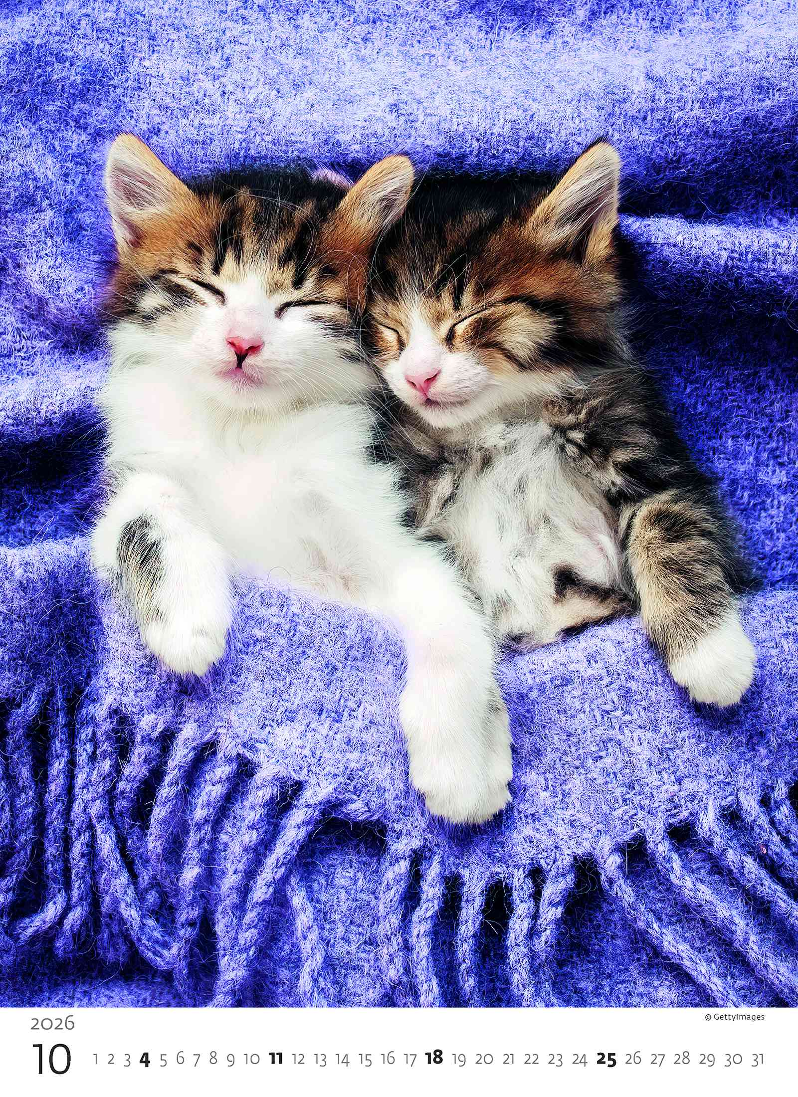 Wall calendars 2026 - Calendar Kittens