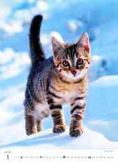 STANDARD - Calendar Kittens