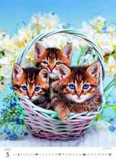 STANDARD - Calendar Kittens