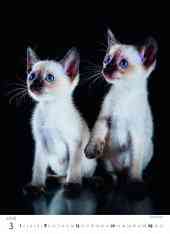 STANDARD - Calendar Kittens