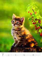 STANDARD - Calendar Kittens