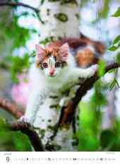 STANDARD - Calendar Kittens