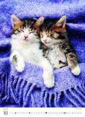 STANDARD - Calendar Kittens