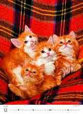 STANDARD - Calendar Kittens