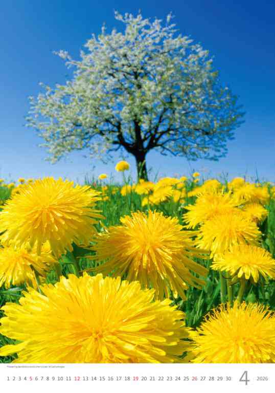 Wall calendars 2026 - Calendar Nature Emotions