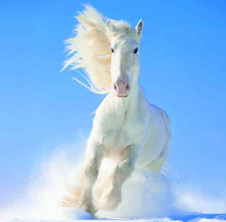 Wall calendars 2026 - Calendar Horses