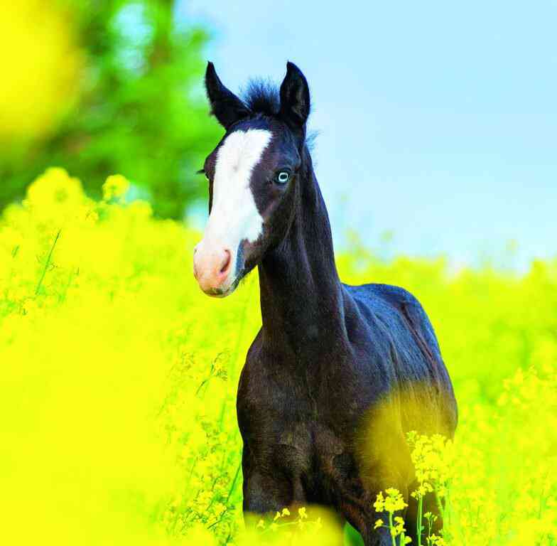 Wall calendars 2026 - Calendar Horses