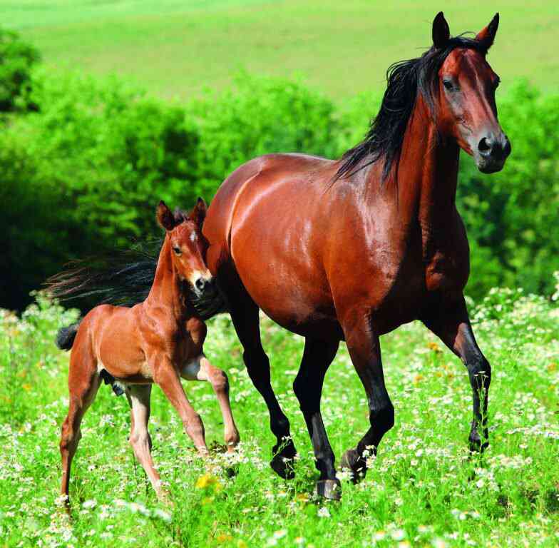 Wall calendars 2026 - Calendar Horses