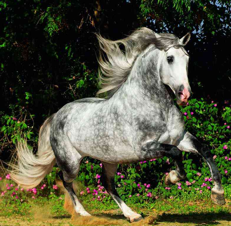 Wall calendars 2026 - Calendar Horses