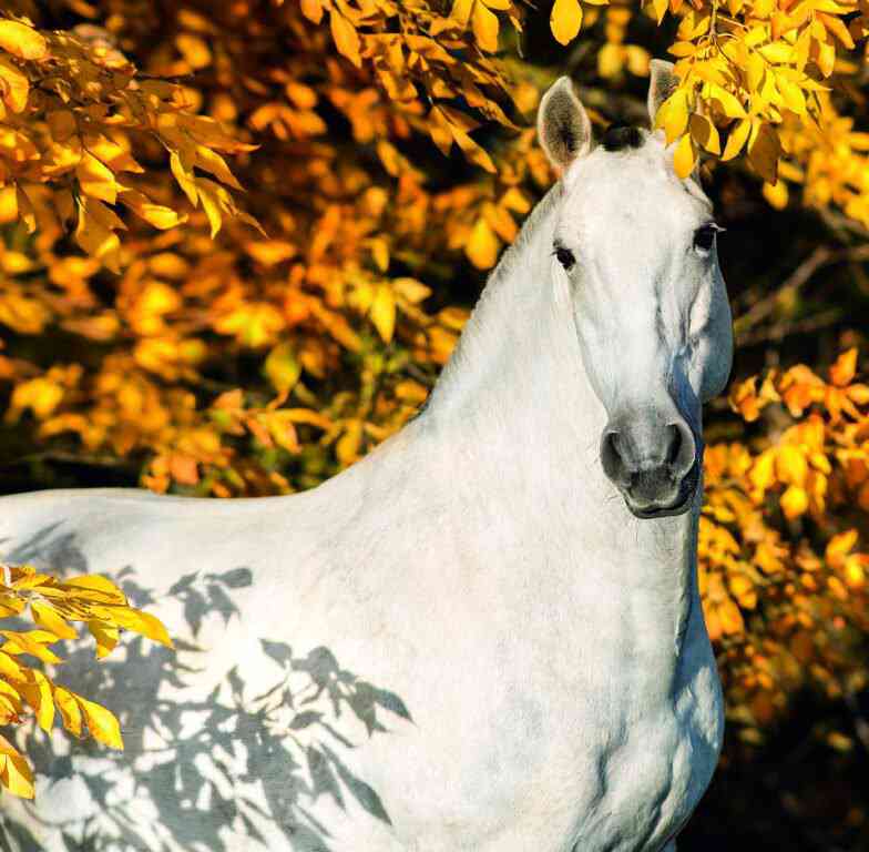 Wall calendars 2026 - Calendar Horses