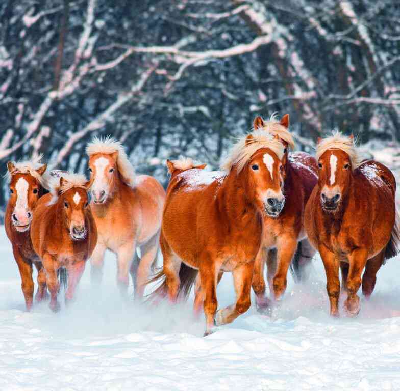 Wall calendars 2026 - Calendar Horses