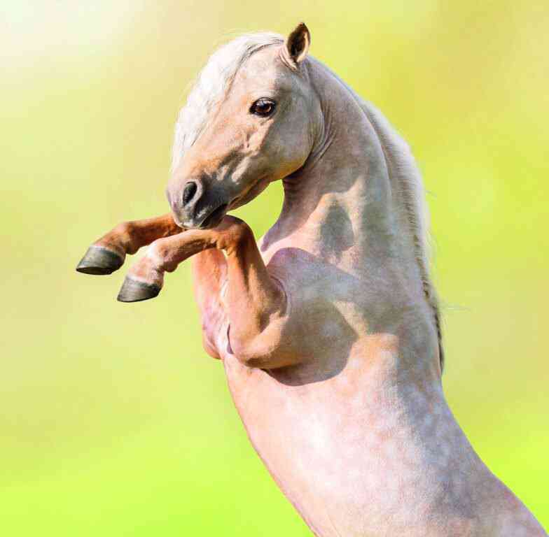 Animals - Calendar Horses