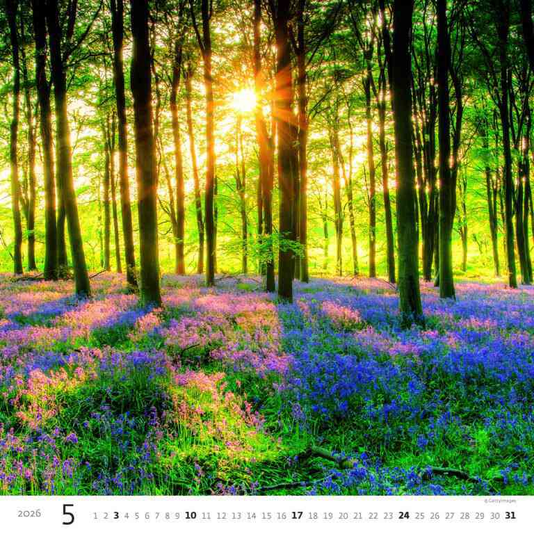 Wall calendars 2026 - Calendar Forest