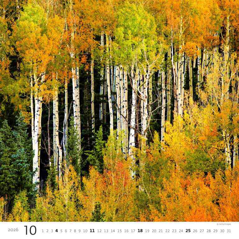 Wall calendars 2026 - Calendar Forest