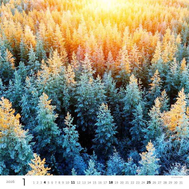 STANDARD - Calendar Forest