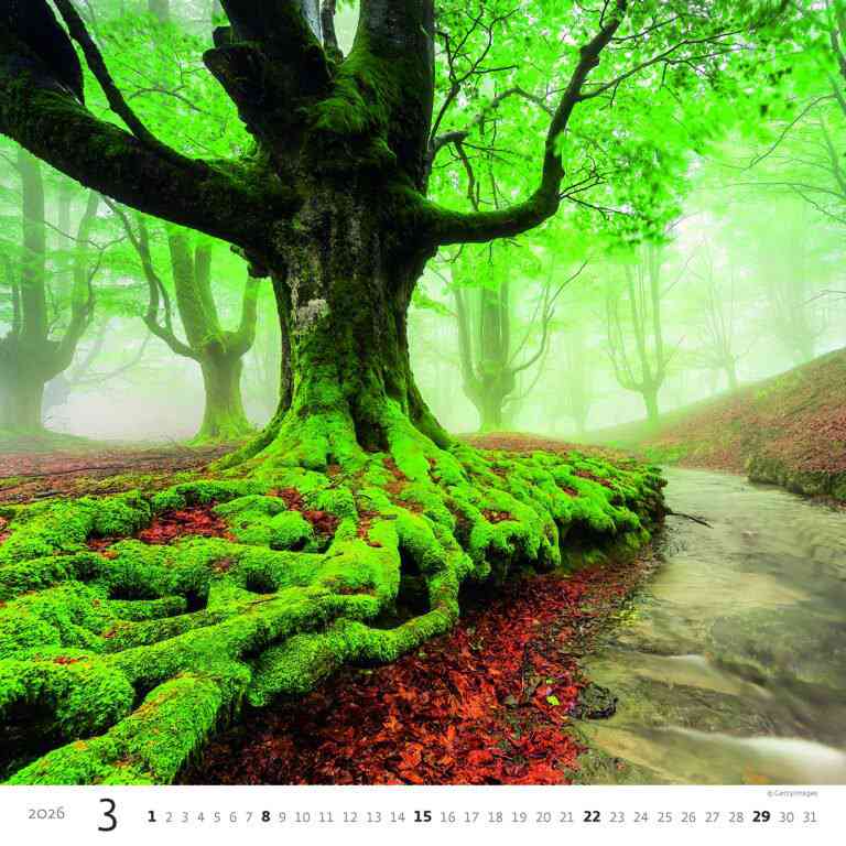 STANDARD - Calendar Forest