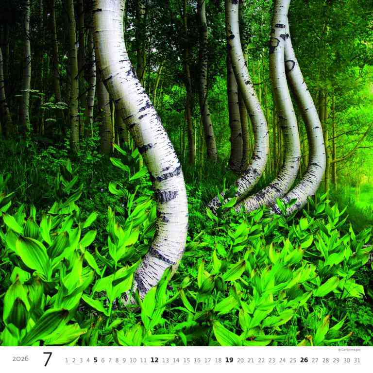 STANDARD - Calendar Forest