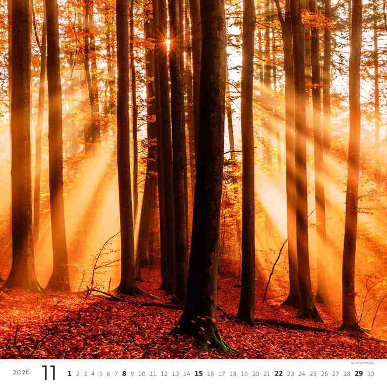 STANDARD - Calendar Forest