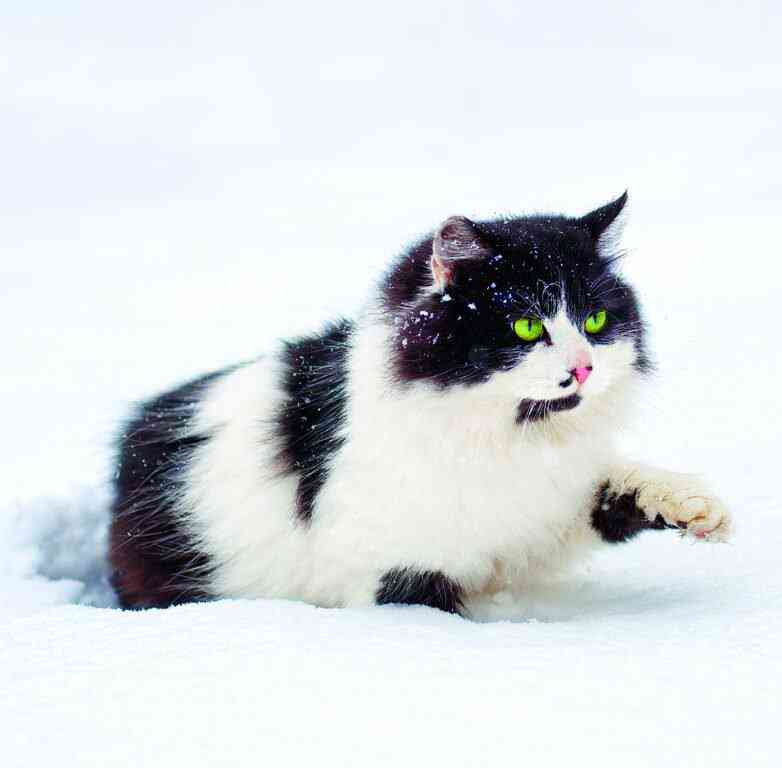 Wall calendars 2026 - Calendar Cats