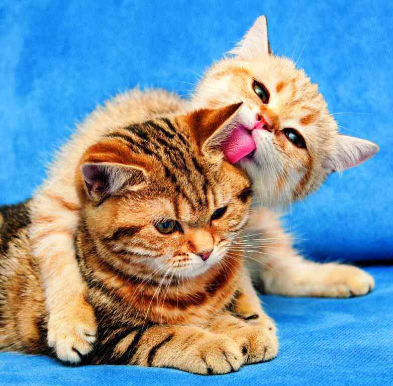 Wall calendars 2026 - Calendar Cats