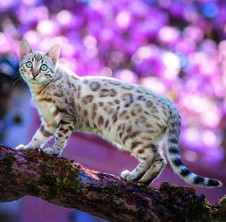 Wall calendars 2026 - Calendar Cats