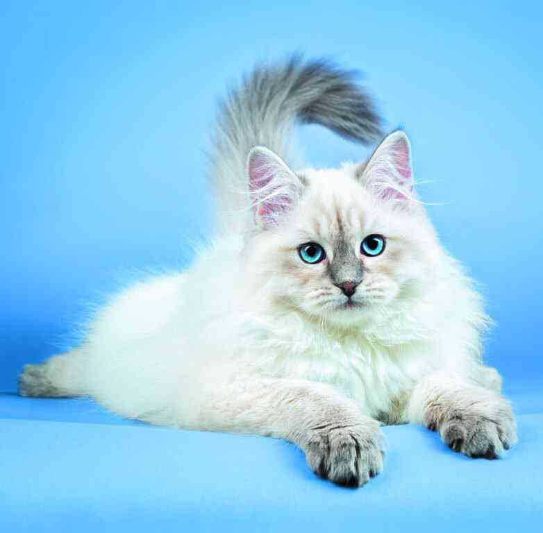 Wall calendars 2026 - Calendar Cats