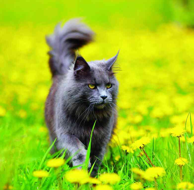 Animals - Calendar Cats