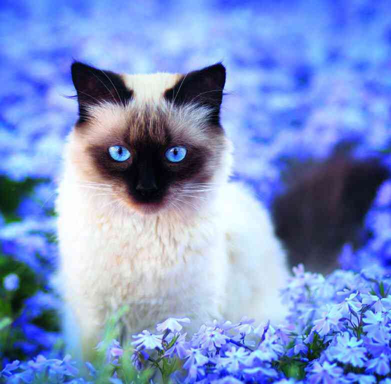 Animals - Calendar Cats