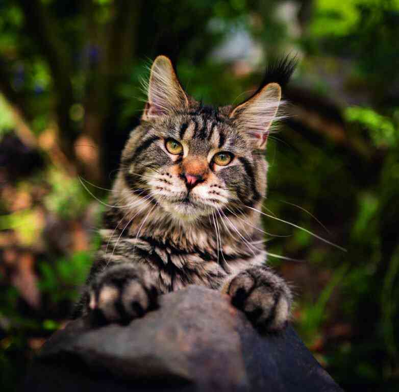 Animals - Calendar Cats