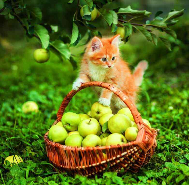 Animals - Calendar Cats