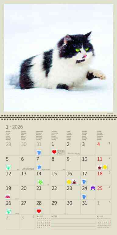 Animals - Calendar Cats