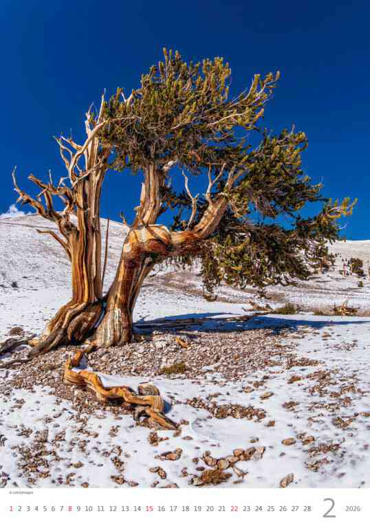Wall calendars 2026 - Calendar Trees