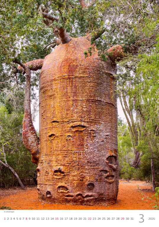 Wall calendars 2026 - Calendar Trees