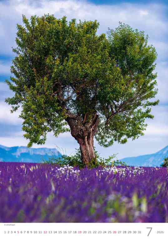 Wall calendars 2026 - Calendar Trees