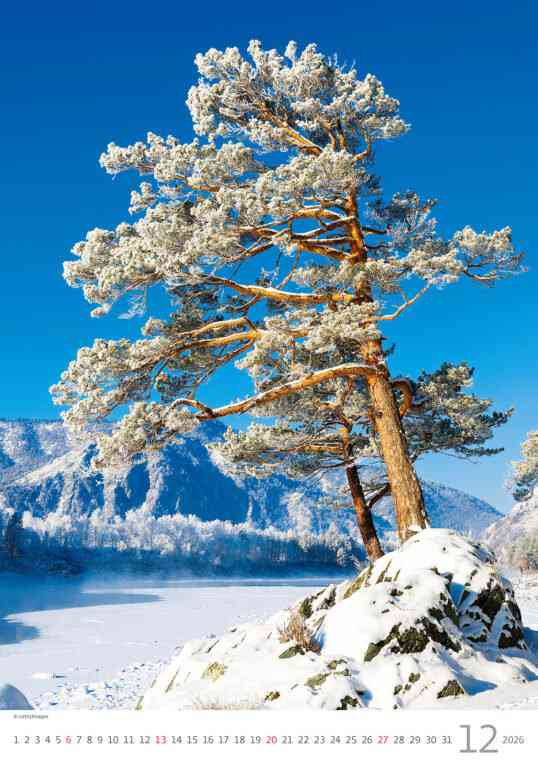 Wall calendars 2026 - Calendar Trees