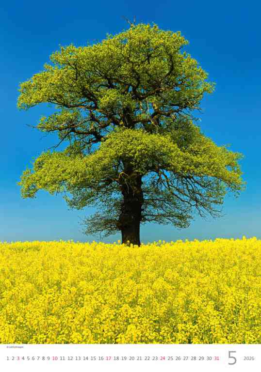 STANDARD - Calendar Trees