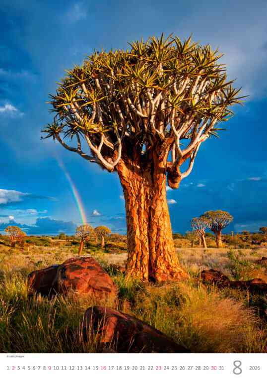 STANDARD - Calendar Trees