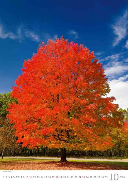 STANDARD - Calendar Trees