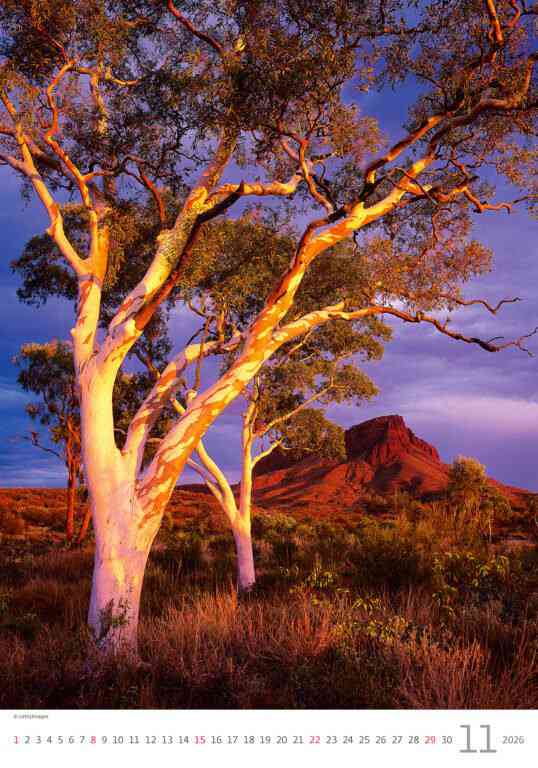 STANDARD - Calendar Trees